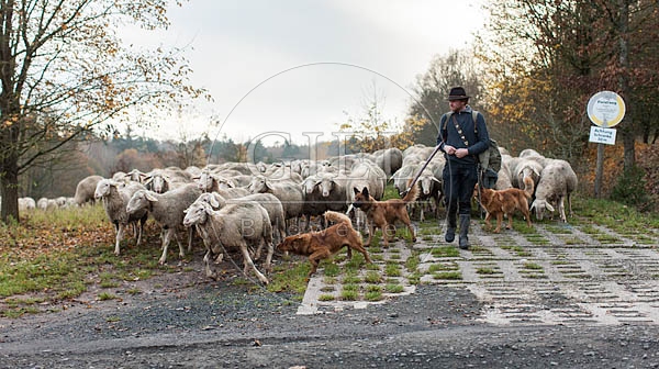 080704 Schaefer, Altdeutsche Huetehunde und Merino Schafe, Schafherde