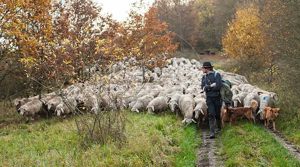 080705 Schaefer, Altdeutsche Huetehunde und Merino Schafe, Schafherde