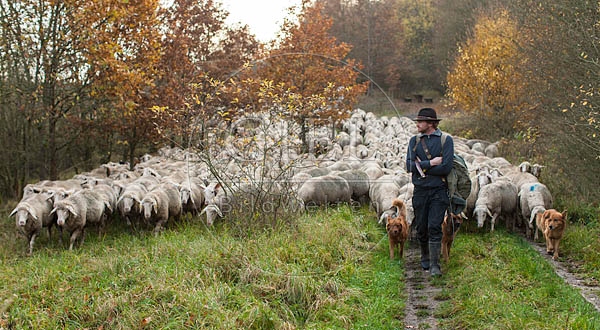 080706 Schaefer, Altdeutsche Huetehunde und Merino Schafe, Schafherde