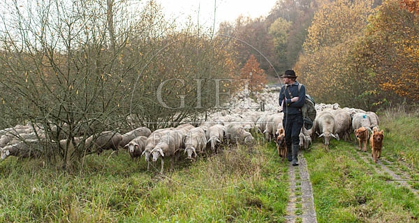 080707 Schaefer, Altdeutsche Huetehunde und Merino Schafe, Schafherde