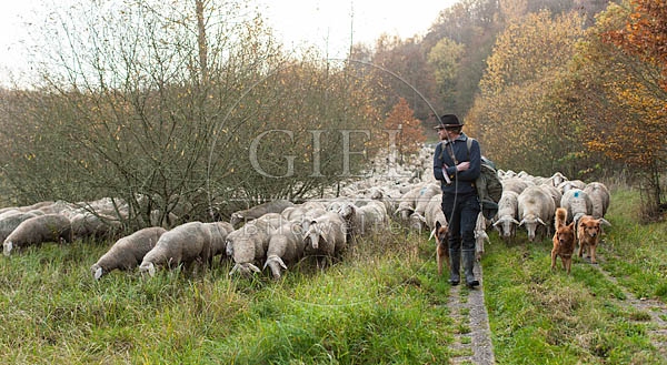 080708 Schaefer, Altdeutsche Huetehunde und Merino Schafe, Schafherde