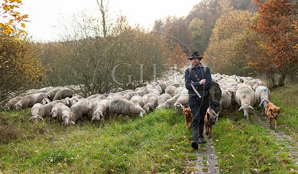080709 Schaefer, Altdeutsche Huetehunde und Merino Schafe, Schafherde