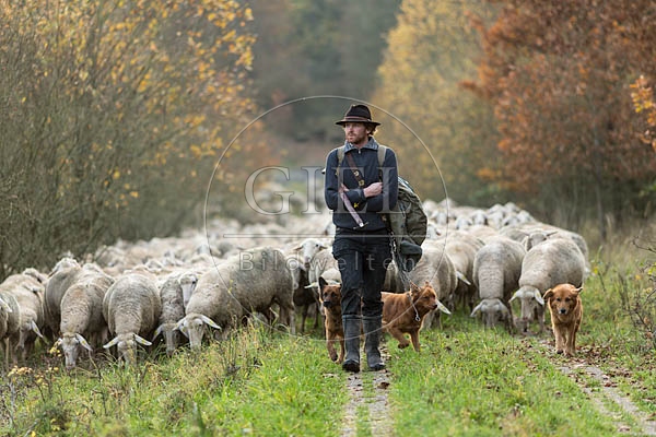 080710 Schaefer, Altdeutsche Huetehunde und Merino Schafe, Schafherde