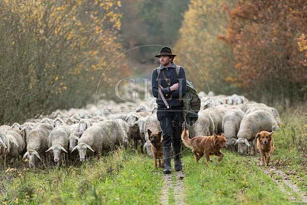 080711 Schaefer, Altdeutsche Huetehunde und Merino Schafe, Schafherde