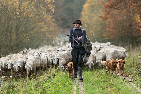 080712 Schaefer, Altdeutsche Huetehunde und Merino Schafe, Schafherde