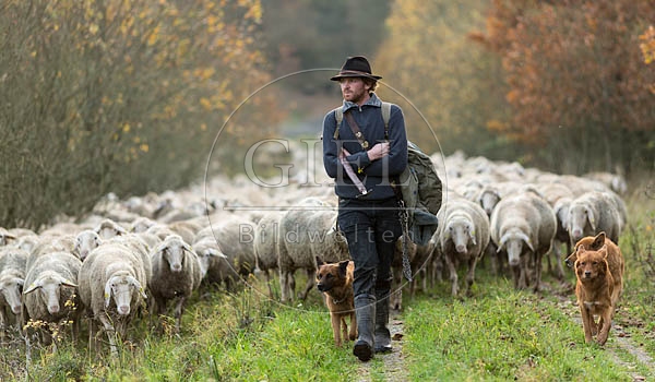 080713 Schaefer, Altdeutsche Huetehunde und Merino Schafe, Schafherde