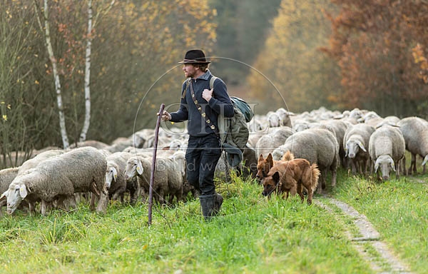 080714 Schaefer, Altdeutsche Huetehunde und Merino Schafe, Schafherde