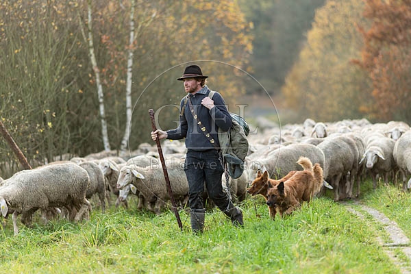 080715 Schaefer, Altdeutsche Huetehunde und Merino Schafe, Schafherde