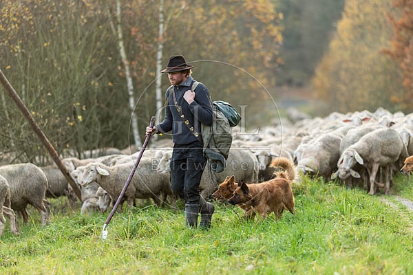 080716 Schaefer, Altdeutsche Huetehunde und Merino Schafe, Schafherde