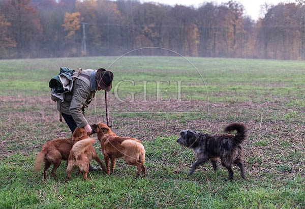 080718 Schaefer und Altdeutsche Huetehunde