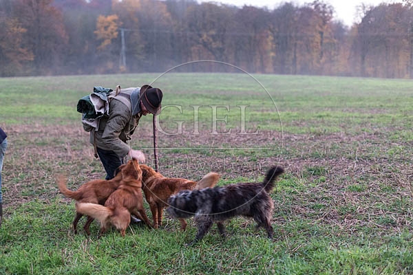 080719 Schaefer und Altdeutsche Huetehunde