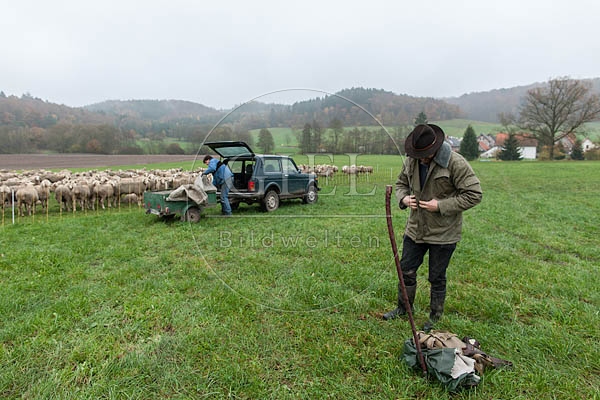 080726 Schaefer und totes Merino Schaf