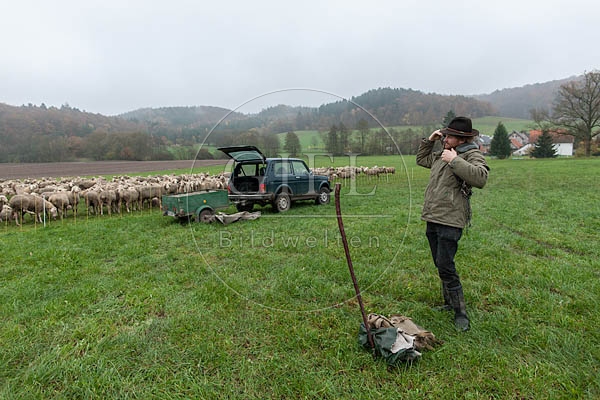 080727 Schaefer und totes Merino Schaf