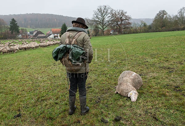 080729 Schaefer und totes Merino Schaf