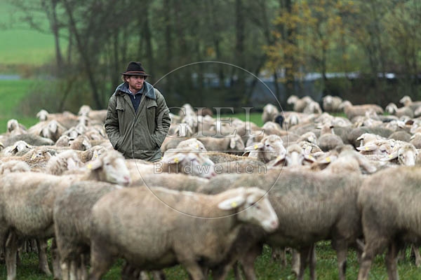 080730 Schaefer und totes Merino Schaf