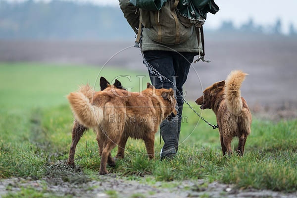 080737 Altdeusche Huetehunde neben Schaefer