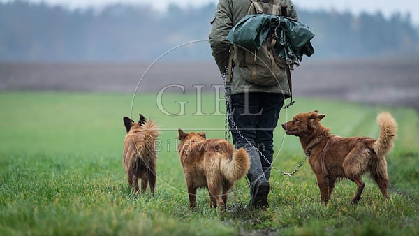 080738 Altdeusche Huetehunde neben Schaefer