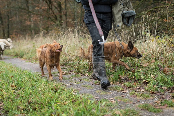 080739 Altdeusche Huetehunde neben Schaefer