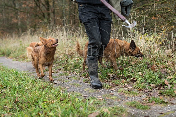080740 Altdeusche Huetehunde neben Schaefer