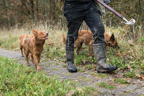 080741 Altdeusche Huetehunde neben Schaefer