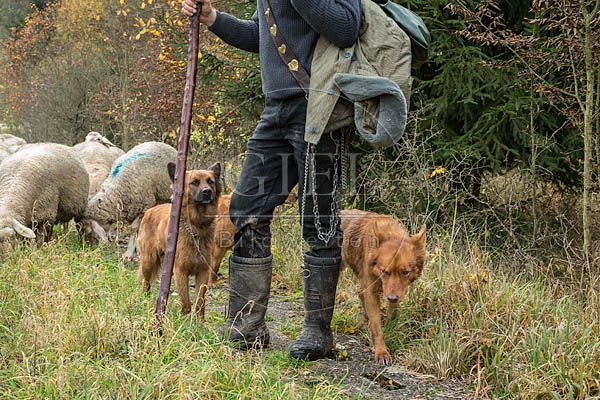 080742 Altdeusche Huetehunde neben Schaefer