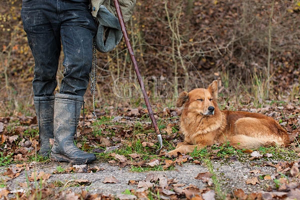080743 Altdeusche Huetehunde neben Schaefer