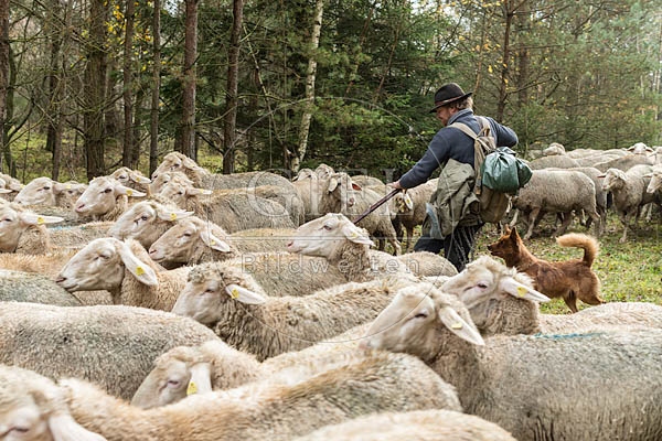 080765 Schaefer faengt Merino Schaf aus Schafherde