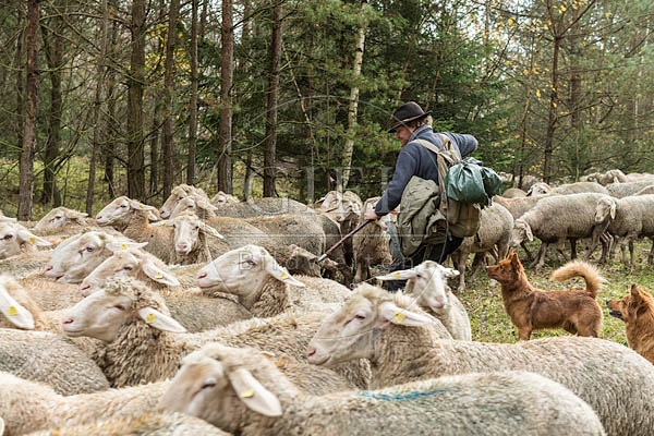 080766 Schaefer faengt Merino Schaf aus Schafherde
