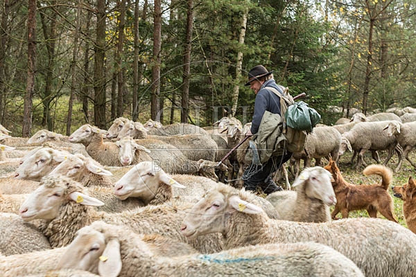 080767 Schaefer faengt Merino Schaf aus Schafherde
