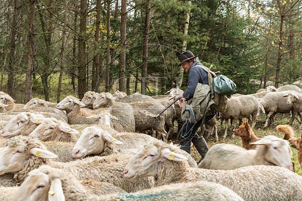 080768 Schaefer faengt Merino Schaf aus Schafherde