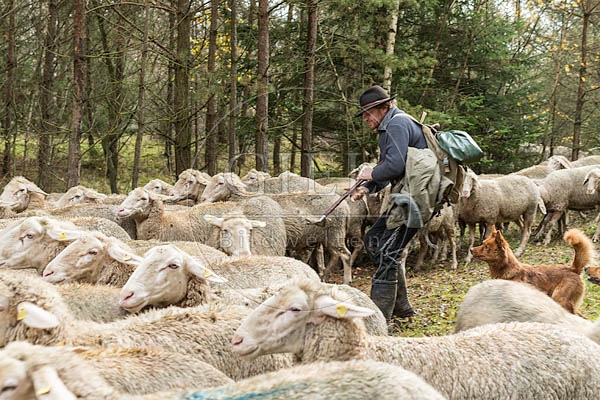 080769 Schaefer faengt Merino Schaf aus Schafherde