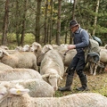 080770 Schaefer faengt Merino Schaf aus Schafherde