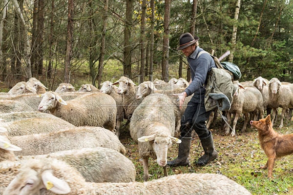 080771 Schaefer faengt Merino Schaf aus Schafherde