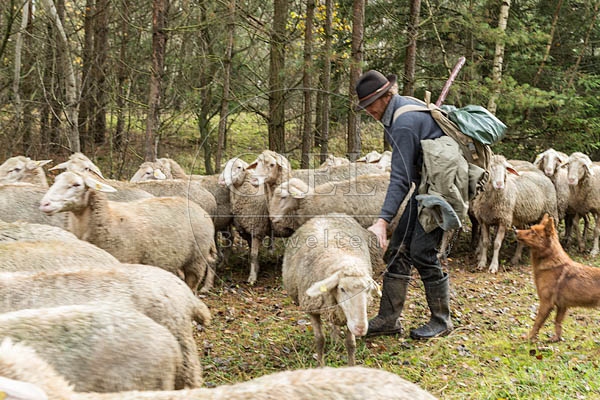 080772 Schaefer faengt Merino Schaf aus Schafherde