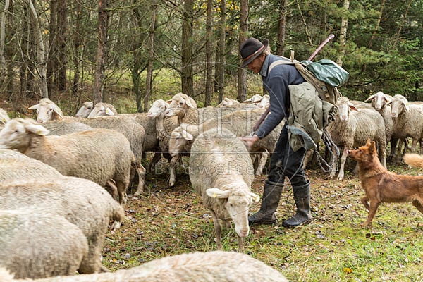 080773 Schaefer faengt Merino Schaf aus Schafherde