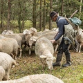 080773 Schaefer faengt Merino Schaf aus Schafherde