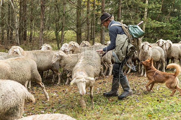 080775 Schaefer faengt Merino Schaf aus Schafherde