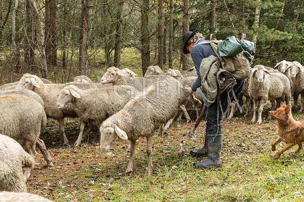 080777 Schaefer faengt Merino Schaf aus Schafherde