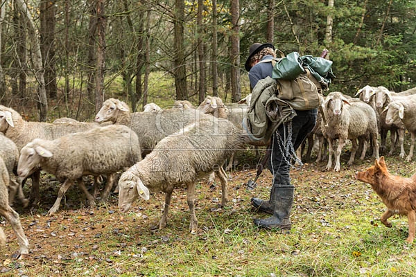 080778 Schaefer faengt Merino Schaf aus Schafherde