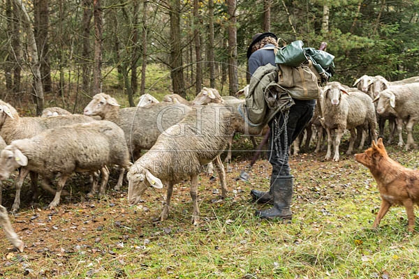 080779 Schaefer faengt Merino Schaf aus Schafherde