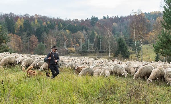 080786 Schaefer, Altdeutsche Huetehunde und Merino Schafe, Schafherde