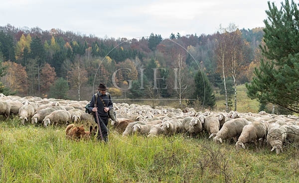 080787 Schaefer, Altdeutsche Huetehunde und Merino Schafe, Schafherde