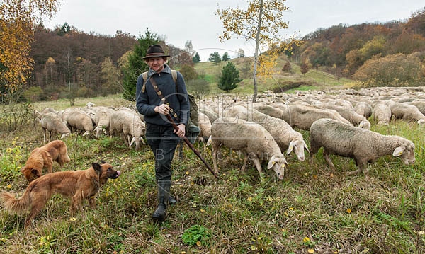 080788 Schaefer, Altdeutsche Huetehunde und Merino Schafe, Schafherde