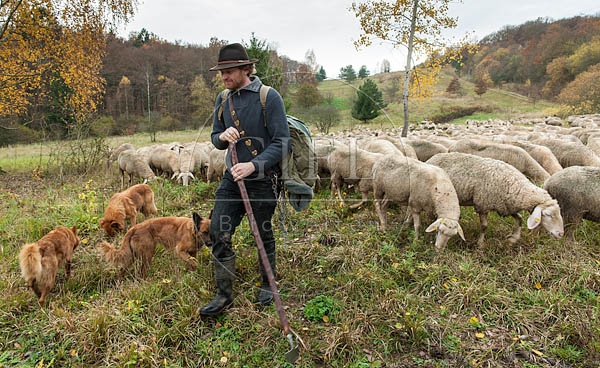 080789 Schaefer, Altdeutsche Huetehunde und Merino Schafe, Schafherde