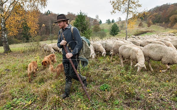 080790 Schaefer, Altdeutsche Huetehunde und Merino Schafe, Schafherde