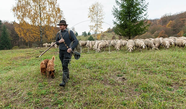 080791 Schaefer, Altdeutsche Huetehunde und Merino Schafe, Schafherde