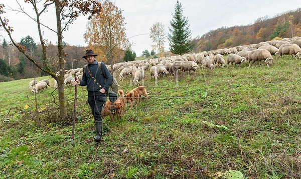 080792 Schaefer, Altdeutsche Huetehunde und Merino Schafe, Schafherde