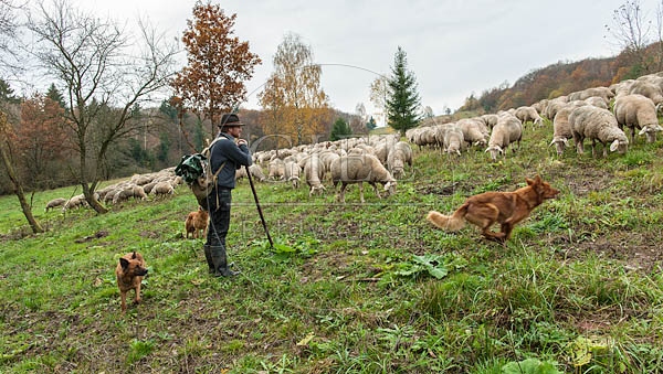 080793 Schaefer, Altdeutsche Huetehunde und Merino Schafe, Schafherde