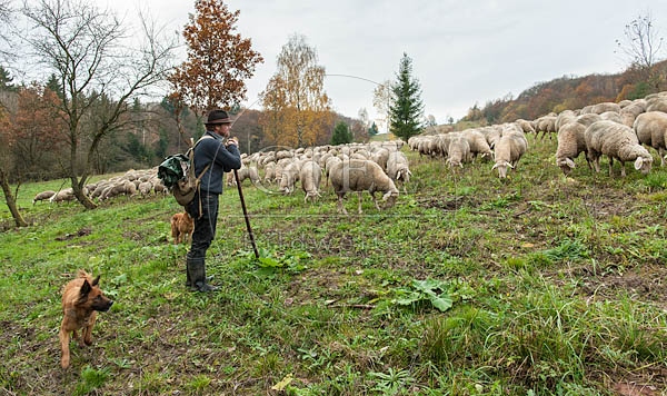 080794 Schaefer, Altdeutsche Huetehunde und Merino Schafe, Schafherde