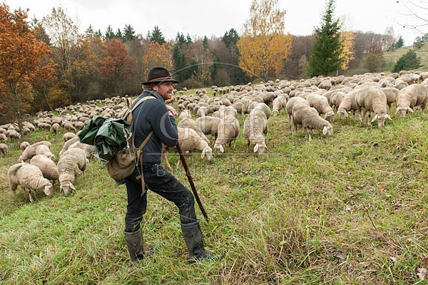 080795 Schaefer, Altdeutsche Huetehunde und Merino Schafe, Schafherde
